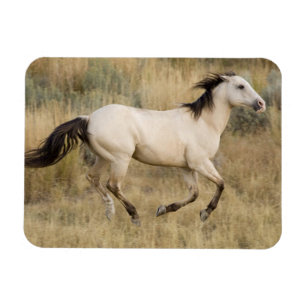 Magnet Flexible Cheval courant à travers les herbes de la prairie
