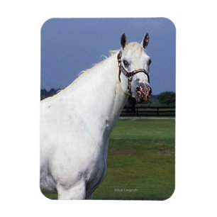 Magnet Flexible Cheval d'Appaloosa