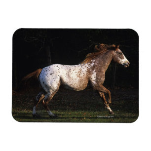 Magnet Flexible Cheval d'Appaloosa courant 4