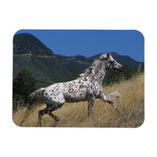 Magnet Flexible Cheval d'Appaloosa courant la montagne