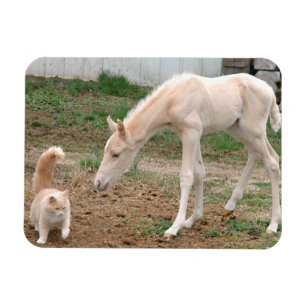 Magnet Flexible Cheval de bébé de palomino et chat de grange