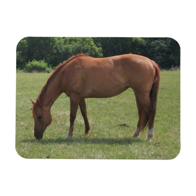 Magnet Flexible Cheval de châtaignes pâturage dans un pâturage ver (Horizontal)