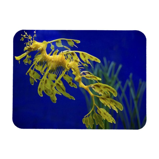 Magnet Flexible Cheval de mer (Horizontal)