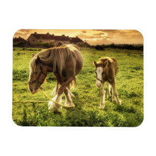 Magnet Flexible Cheval de mère et de poulain