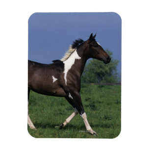 Magnet Flexible Cheval de peinture 2