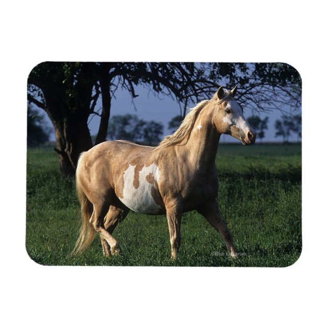 Magnet Flexible Cheval de peinture debout 2 (Horizontal)