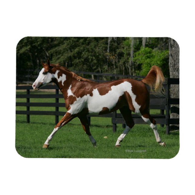 Magnet Flexible Cheval de peinture en marche 1 (Horizontal)