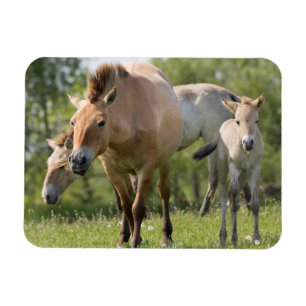 Magnet Flexible Cheval de Przewalski et poulain marchant