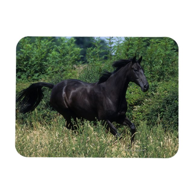 Magnet Flexible Cheval de race Thoroughbred coule dans l'herbe (Horizontal)