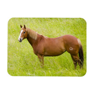 Magnet Flexible Cheval en champ de printemps