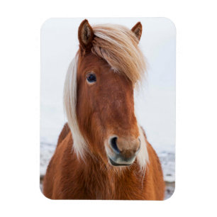 Magnet Flexible Cheval islandais en hiver