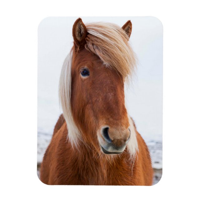 Magnet Flexible Cheval islandais en hiver (Vertical)