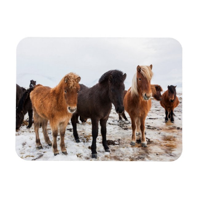 Magnet Flexible Cheval islandais en hiver en Islande (Horizontal)