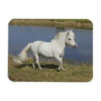 Cheval Miniature Courant Près De L'Eau