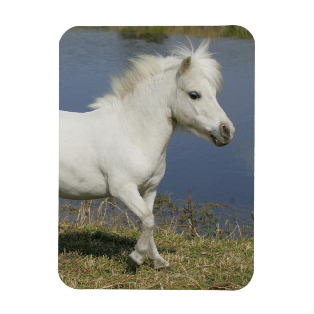 Magnet Flexible Cheval Miniature Courant Près De L'Eau (Vertical)