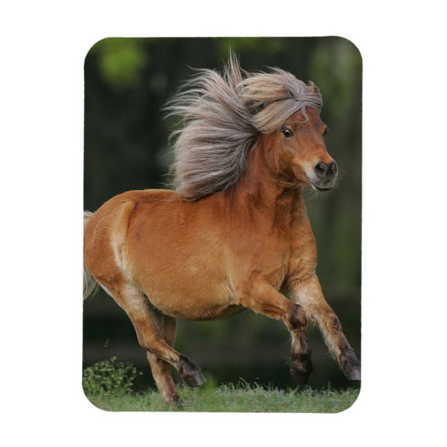 Magnet Flexible Cheval Miniature En Course (Vertical)