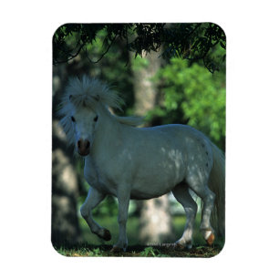 Magnet Flexible Cheval miniature se tenant dans les arbres