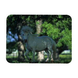Magnet Flexible Cheval miniature se tenant dans les arbres
