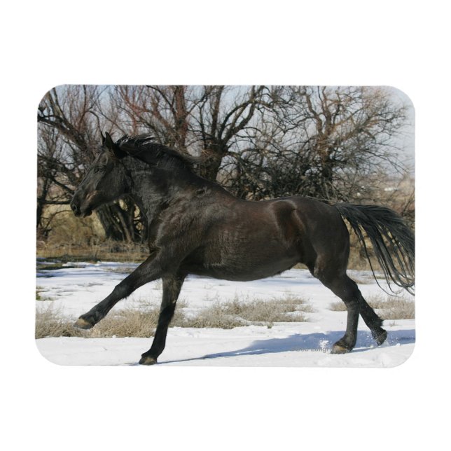 Magnet Flexible Cheval Mustang sauvage dans la neige 2 (Horizontal)