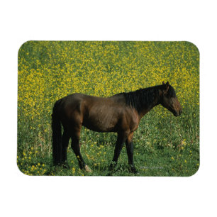 Magnet Flexible Cheval Mustang sauvage debout en fleurs
