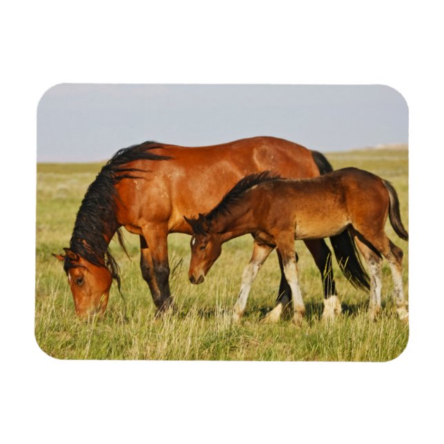Magnet Flexible Cheval sauvage Mère et Colt pâturage (Horizontal)