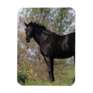 Magnet Flexible Cheval Thoroughbred debout