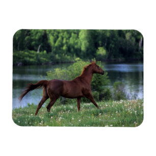 Magnet Flexible Cheval Thoroughbred debout en fleurs