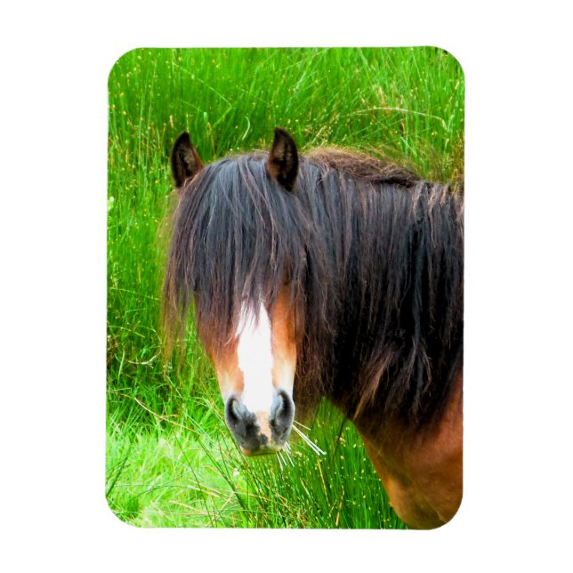 MAGNET FLEXIBLE CHEVAUX (Vertical)