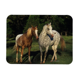 Magnet Flexible Chevaux Appaloosa