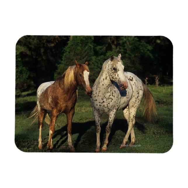 Magnet Flexible Chevaux Appaloosa (Horizontal)