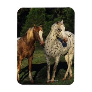 Magnet Flexible Chevaux Appaloosa