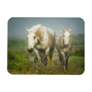 Magnet Flexible Chevaux blancs de Camargue en champ