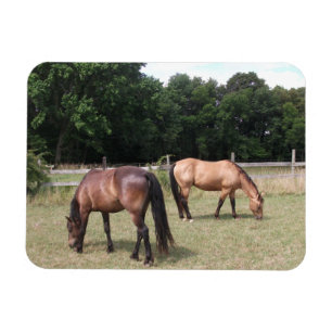 Magnet Flexible Chevaux de Baie et de Dun Pâturage dans les pâtura