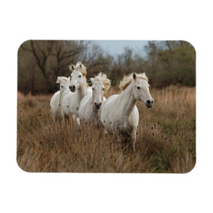 Magnet Flexible Chevaux de Camargue courant