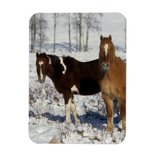 Magnet Flexible Chevaux de peinture dans la neige