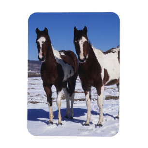 Magnet Flexible Chevaux de peinture debout dans la neige