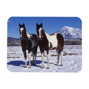 Magnet Flexible Chevaux de peinture debout dans la neige