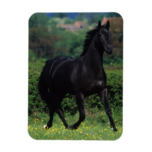 Magnet Flexible Chevaux de Thoroughbred en champ de fleurs