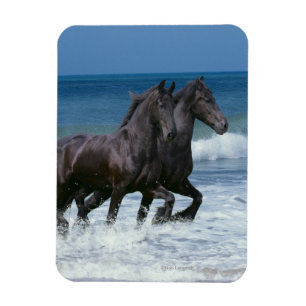 Magnet Flexible Chevaux d'imaginaire : Frisons et mer