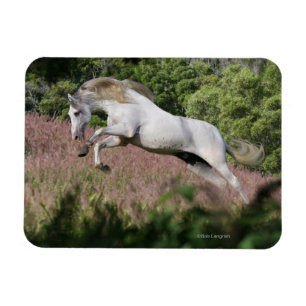 Magnet Flexible Chevaux d'imaginaire : Galop de ressort