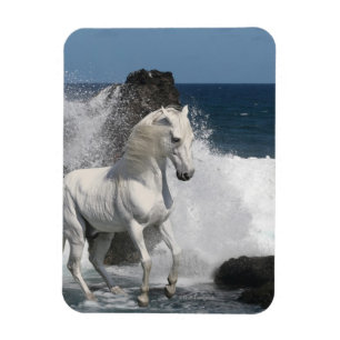 Magnet Flexible Chevaux d'imaginaire : Mers du sud