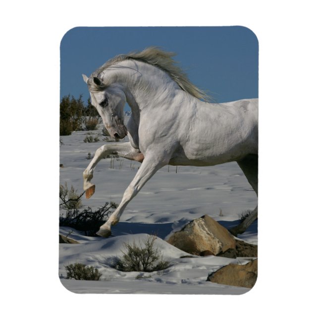 Magnet Flexible Chevaux d'Imaginaire : Roi de neige (Vertical)