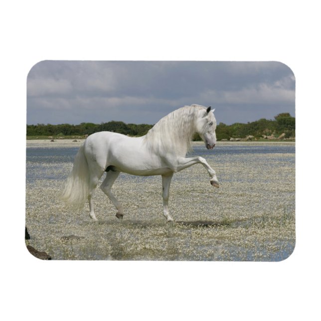 Magnet Flexible Chevaux d'Imaginaire : Seigneur du lac (Horizontal)
