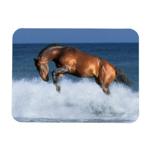 Magnet Flexible Chevaux d'imaginaire : Selle Francais et mer