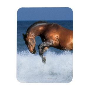 Magnet Flexible Chevaux d'Imaginaire : Selle Francais & Mer