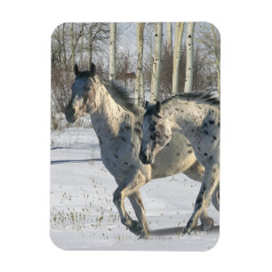 Magnet Flexible Chevaux d'Imaginaire : Wonderland d'hiver