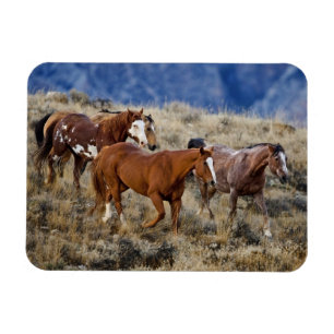 Magnet Flexible Chevaux errant dans les collines