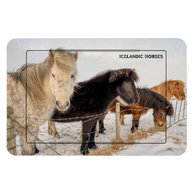 Magnet Flexible Chevaux islandais (Horizontal)