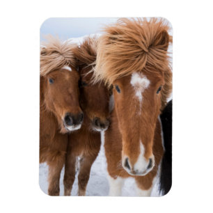 Magnet Flexible Chevaux islandais se blottissent, Islande