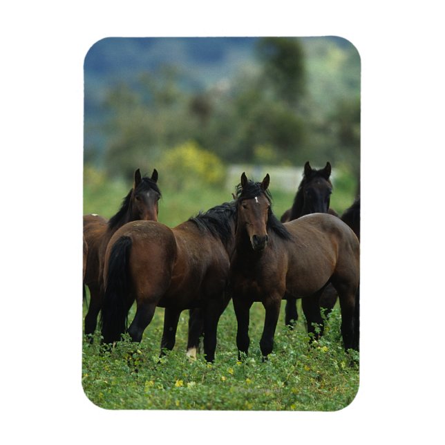 Magnet Flexible Chevaux Mustang Sauvages 3 (Vertical)
